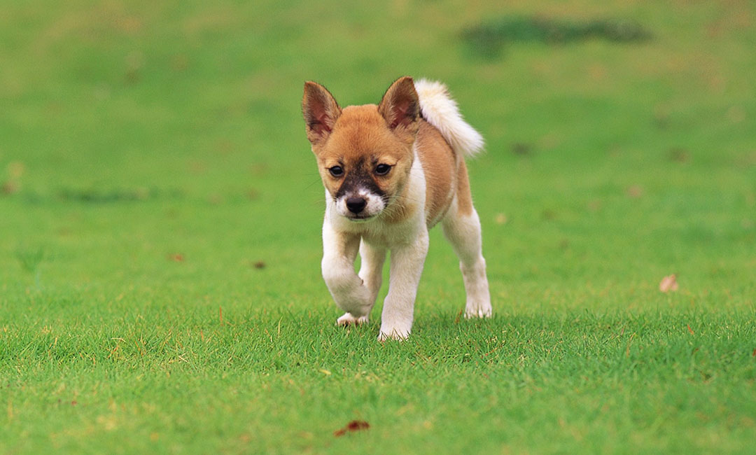 崇文叮叮宠物商业计划书案例